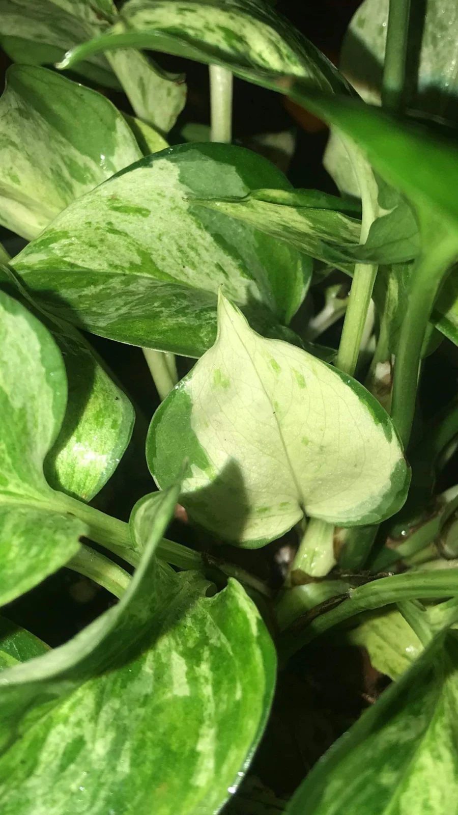 Manjula Pothos with broad cream-and-green marbled leaves
