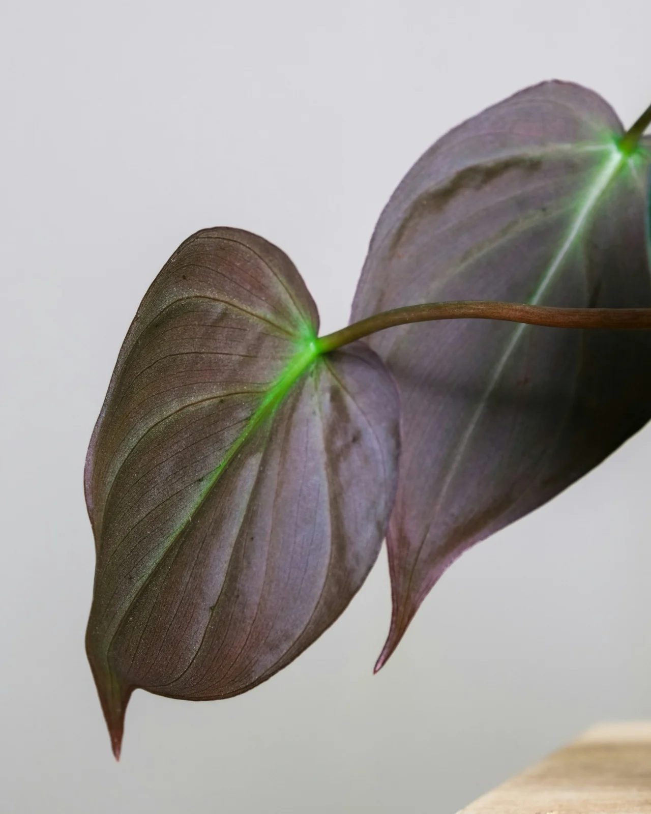 Philodendron Micans with bronze-purple velvet leaf undersides