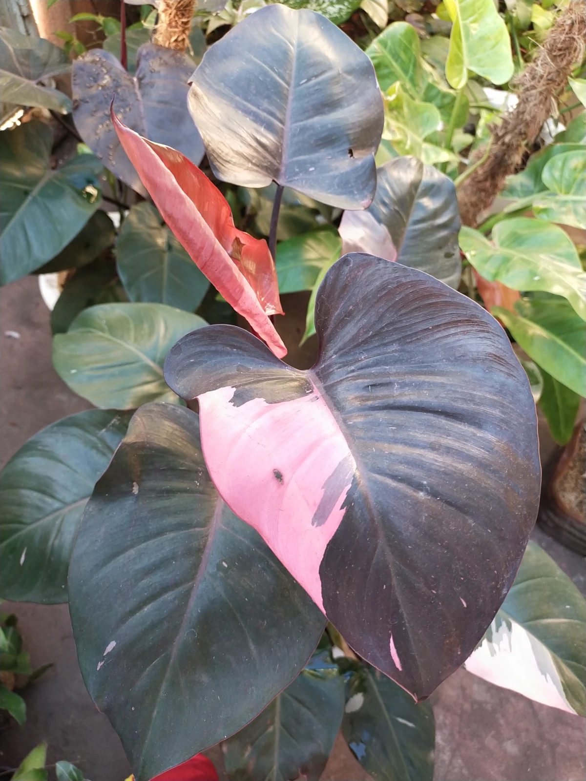 Philodendron Pink Princess with dark burgundy leaves and pink variegation