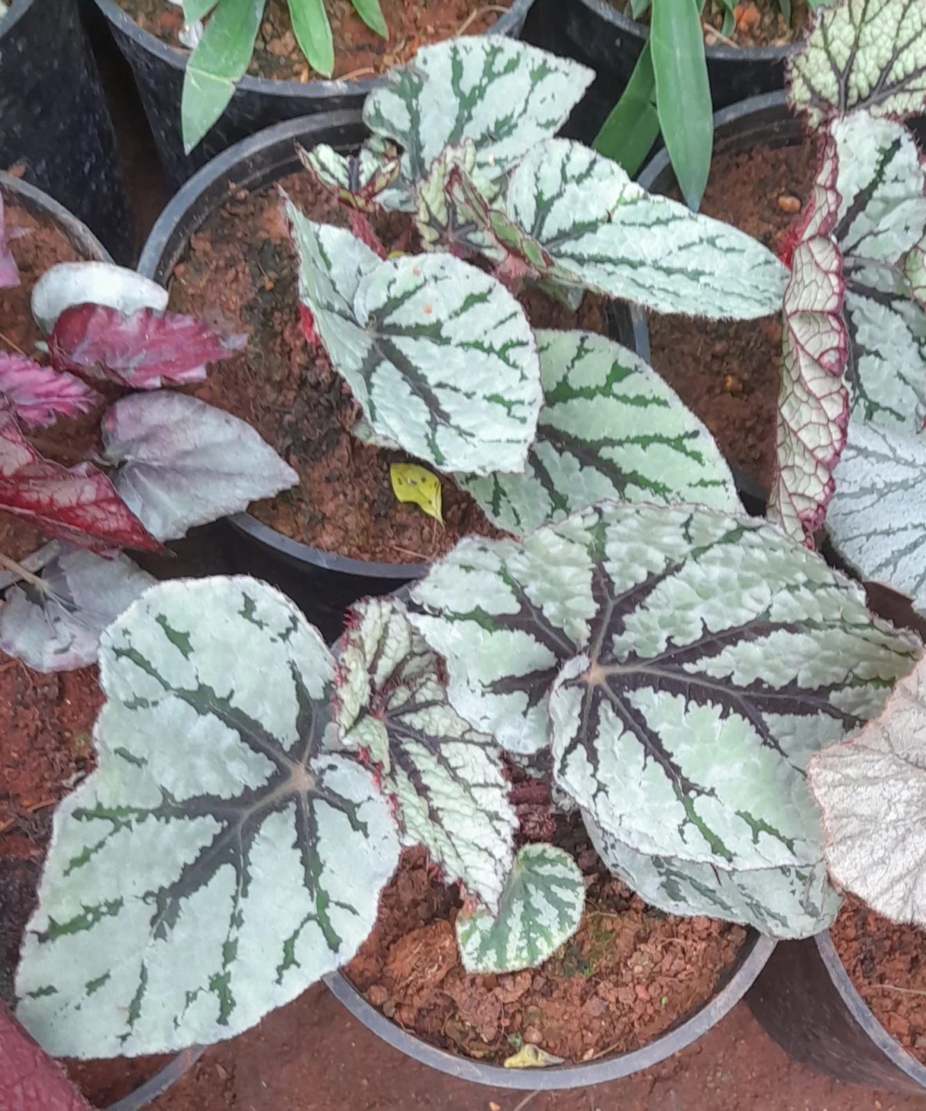 Rex Begonia with silver patterned leaves and dark veins