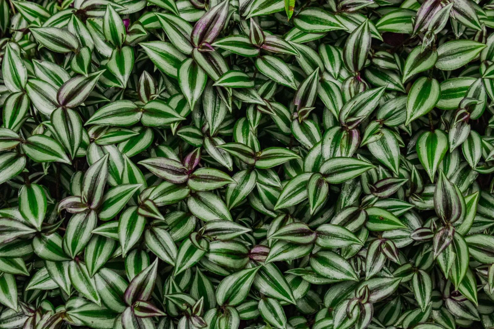 Wandering Dude (Tradescantia zebrina) with silver, green and purple striped leaves