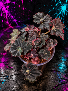 Rex Begonia ‘Black Mamba’ foliage