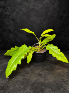 Philodendron Golden Crocodile foliage