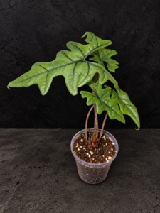 Alocasia Jacklyn foliage