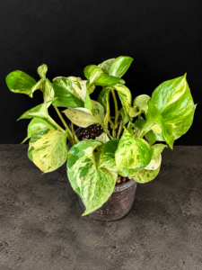 Manjula Pothos foliage