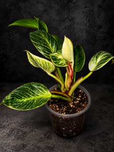 Philodendron Birkin foliage
