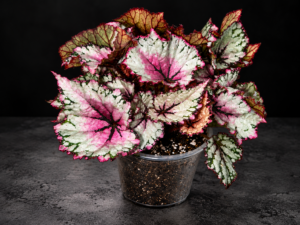 Rex Begonia foliage